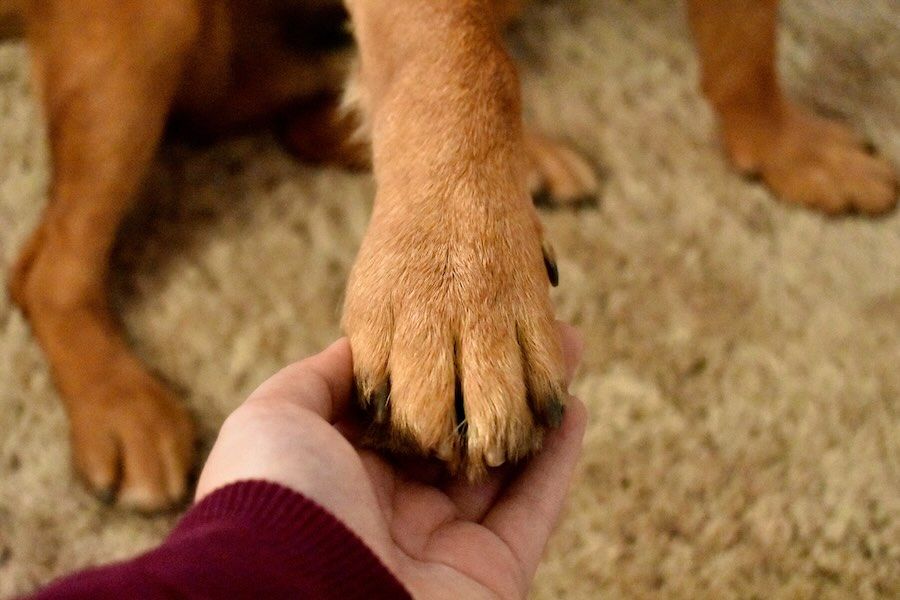 Kako voditi računa o šapama vašeg ljubimca